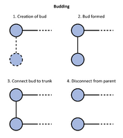 Budding